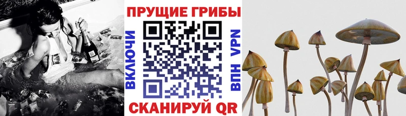 продажа наркотиков  MEGA ССЫЛКА  Псилоцибиновые грибы Psilocybine cubensis  Рославль 